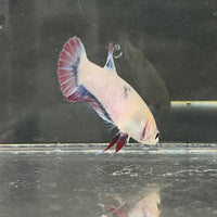 the-fish-farm Female Betta Female Betta - One Only - N Choose your own Female Betta at The Fish Farm Australia