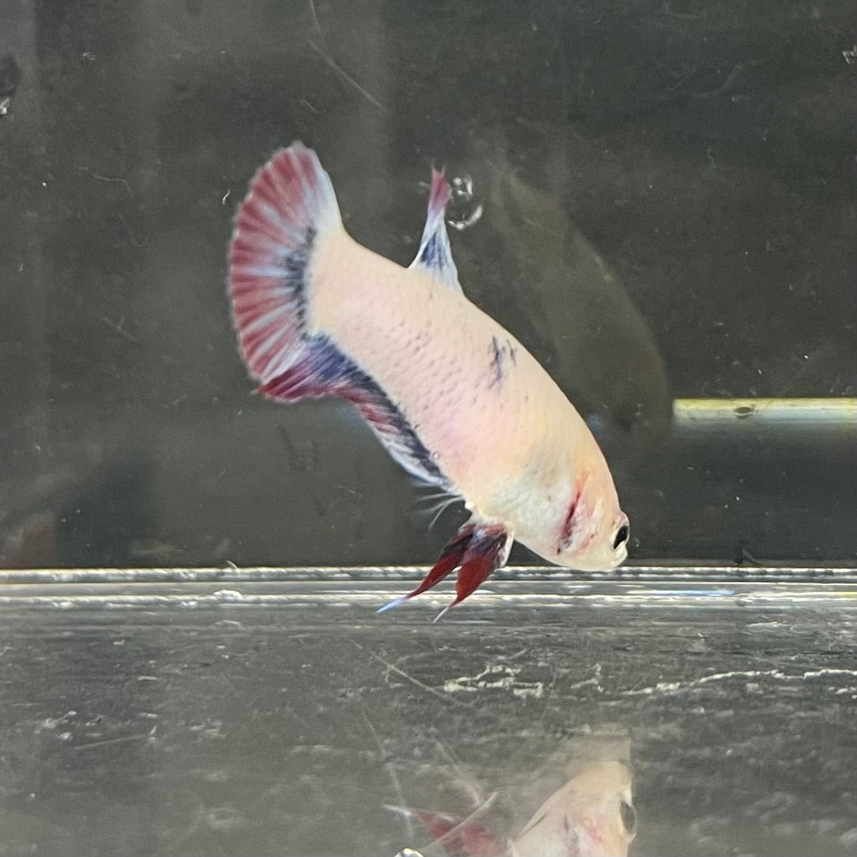 the-fish-farm Female Betta Female Betta - One Only - N Choose your own Female Betta at The Fish Farm Australia