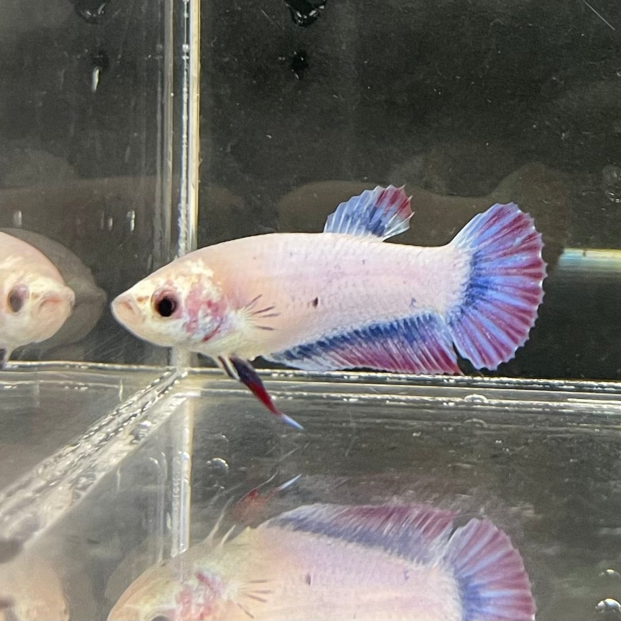 the-fish-farm Female Betta Female Betta - One Only - N Choose your own Female Betta at The Fish Farm Australia