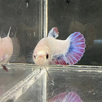 the-fish-farm Female Betta Female Betta - One Only - N Choose your own Female Betta at The Fish Farm Australia