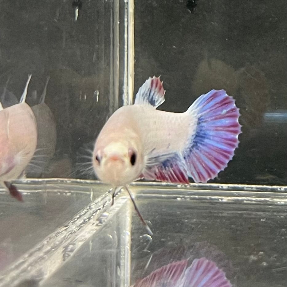 the-fish-farm Female Betta Female Betta - One Only - N Choose your own Female Betta at The Fish Farm Australia
