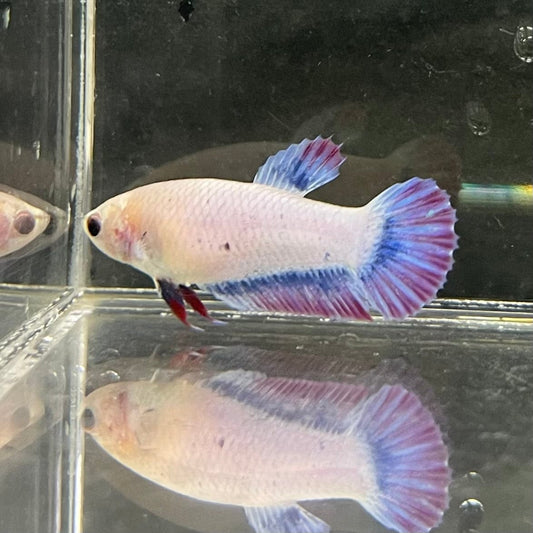 the-fish-farm Female Betta Female Betta - One Only - N Choose your own Female Betta at The Fish Farm Australia