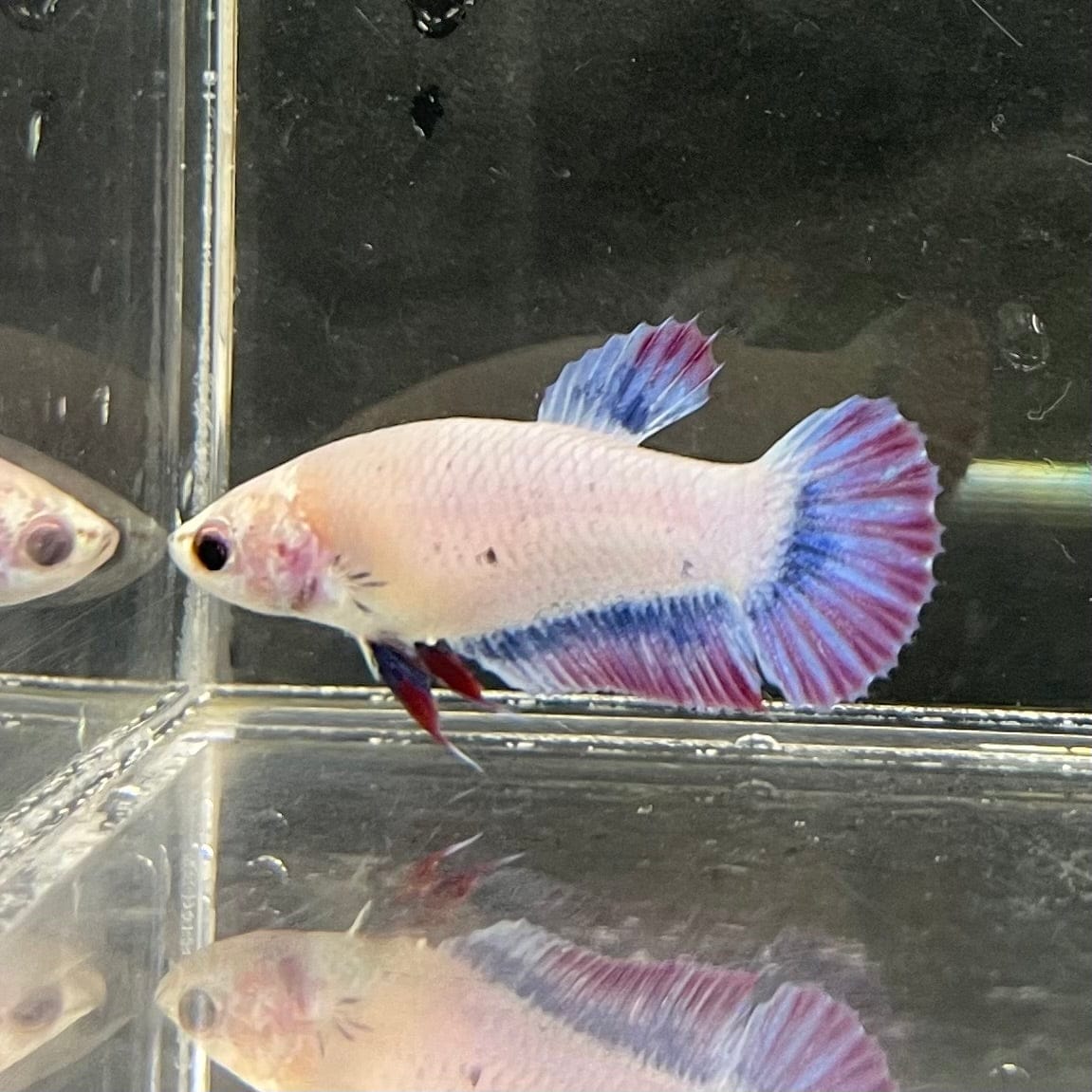 the-fish-farm Female Betta Female Betta - One Only - N Choose your own Female Betta at The Fish Farm Australia