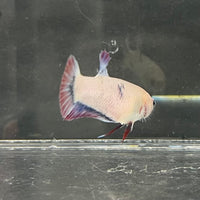 the-fish-farm Female Betta Female Betta - One Only - N Choose your own Female Betta at The Fish Farm Australia