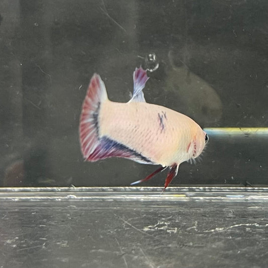 the-fish-farm Female Betta Female Betta - One Only - N Choose your own Female Betta at The Fish Farm Australia