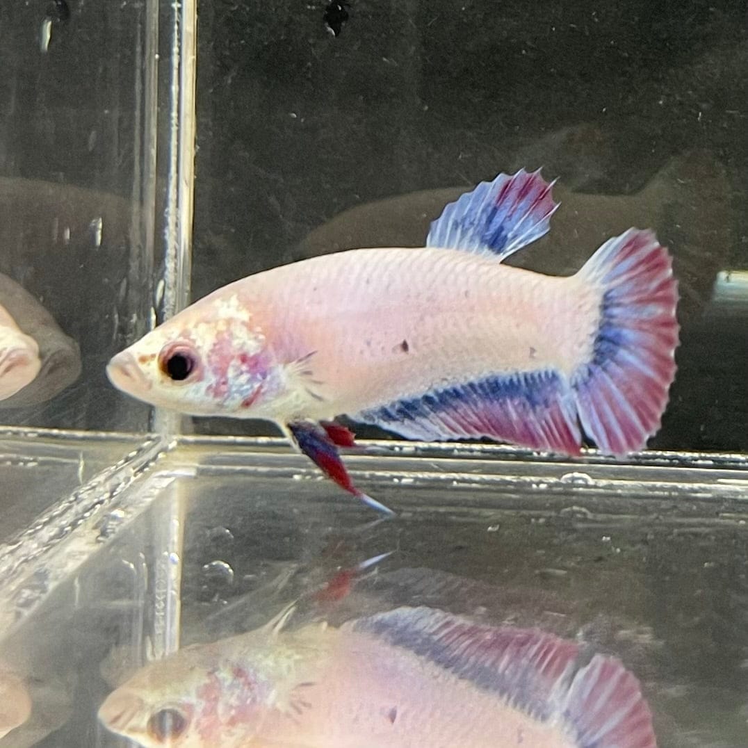 the-fish-farm Female Betta Female Betta - One Only - N Choose your own Female Betta at The Fish Farm Australia