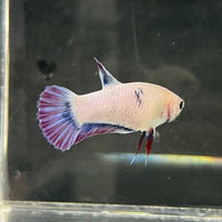 the-fish-farm Female Betta Female Betta - One Only - N Choose your own Female Betta at The Fish Farm Australia