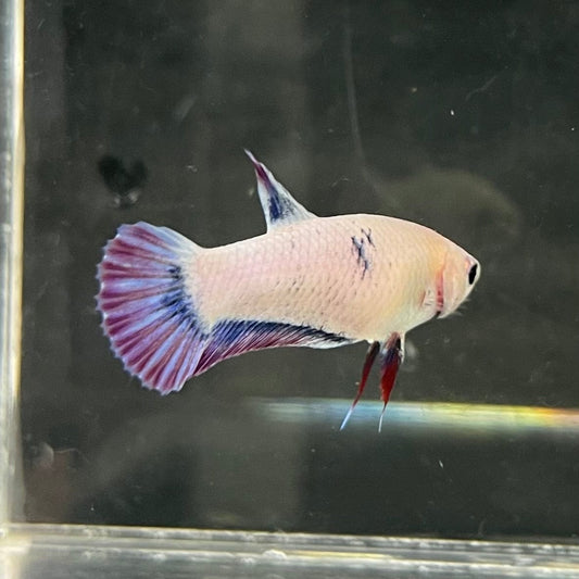 the-fish-farm Female Betta Female Betta - One Only - N Choose your own Female Betta at The Fish Farm Australia