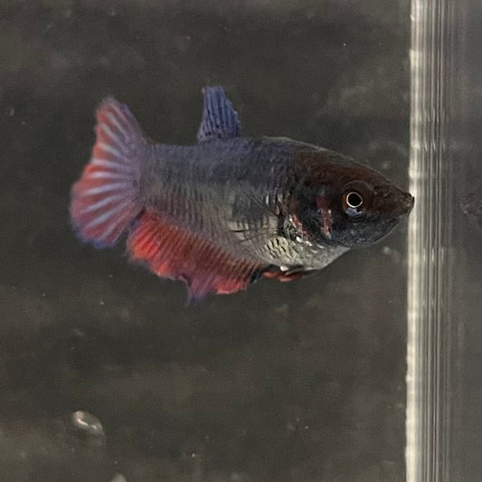 the-fish-farm Female Betta Female Betta - One Only - N Choose your own Female Betta at The Fish Farm Australia