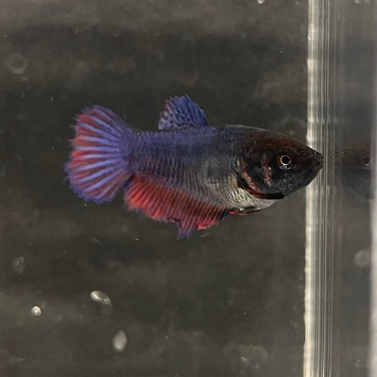 the-fish-farm Female Betta Female Betta - One Only - N Choose your own Female Betta at The Fish Farm Australia
