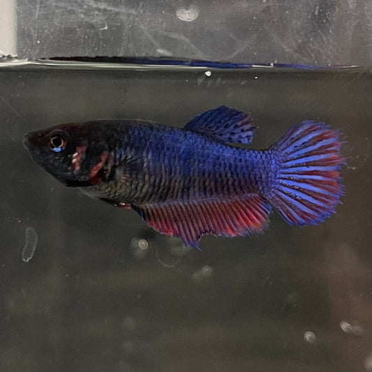 the-fish-farm Female Betta Female Betta - One Only - N Choose your own Female Betta at The Fish Farm Australia