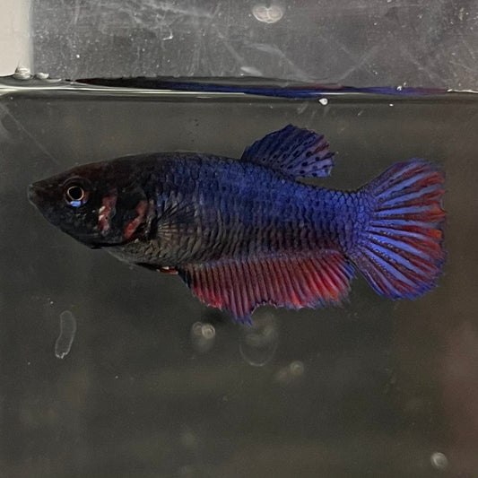 the-fish-farm Female Betta Female Betta - One Only - N Choose your own Female Betta at The Fish Farm Australia