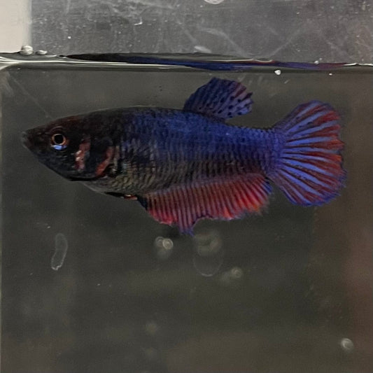the-fish-farm Female Betta Female Betta - One Only - N Choose your own Female Betta at The Fish Farm Australia