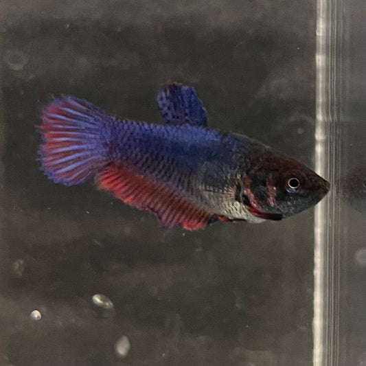the-fish-farm Female Betta Female Betta - One Only - N Choose your own Female Betta at The Fish Farm Australia