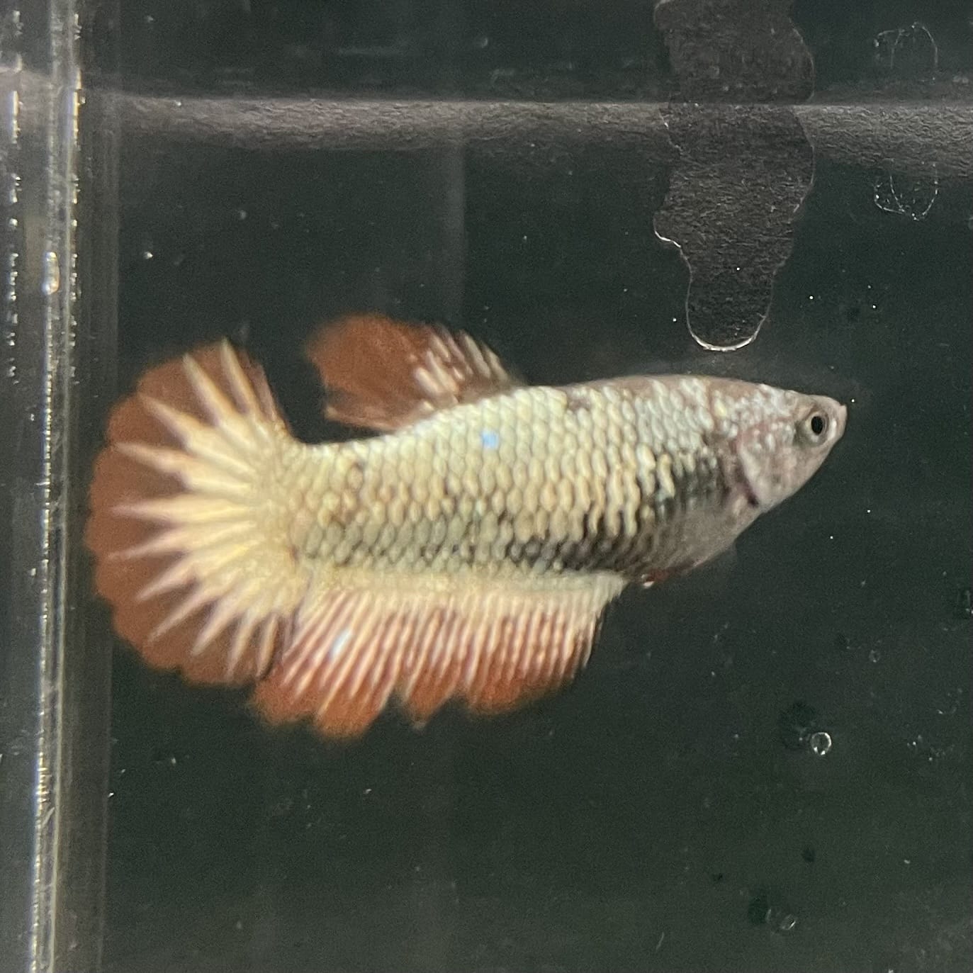 the-fish-farm Female Betta Female Betta - One Only - N Choose your own Female Betta at The Fish Farm Australia