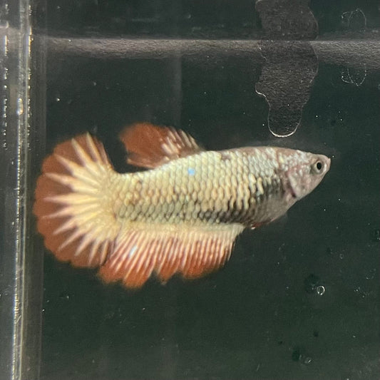the-fish-farm Female Betta Female Betta - One Only - N Choose your own Female Betta at The Fish Farm Australia