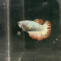the-fish-farm Female Betta Female Betta - One Only - N Choose your own Female Betta at The Fish Farm Australia