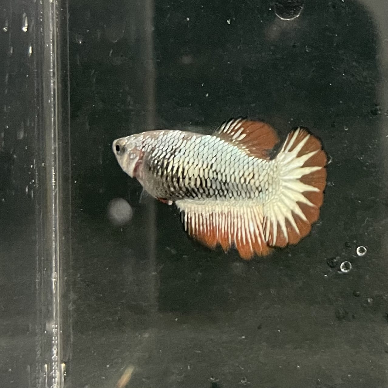 the-fish-farm Female Betta Female Betta - One Only - N Choose your own Female Betta at The Fish Farm Australia