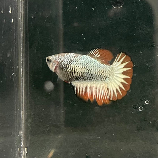 the-fish-farm Female Betta Female Betta - One Only - N Choose your own Female Betta at The Fish Farm Australia