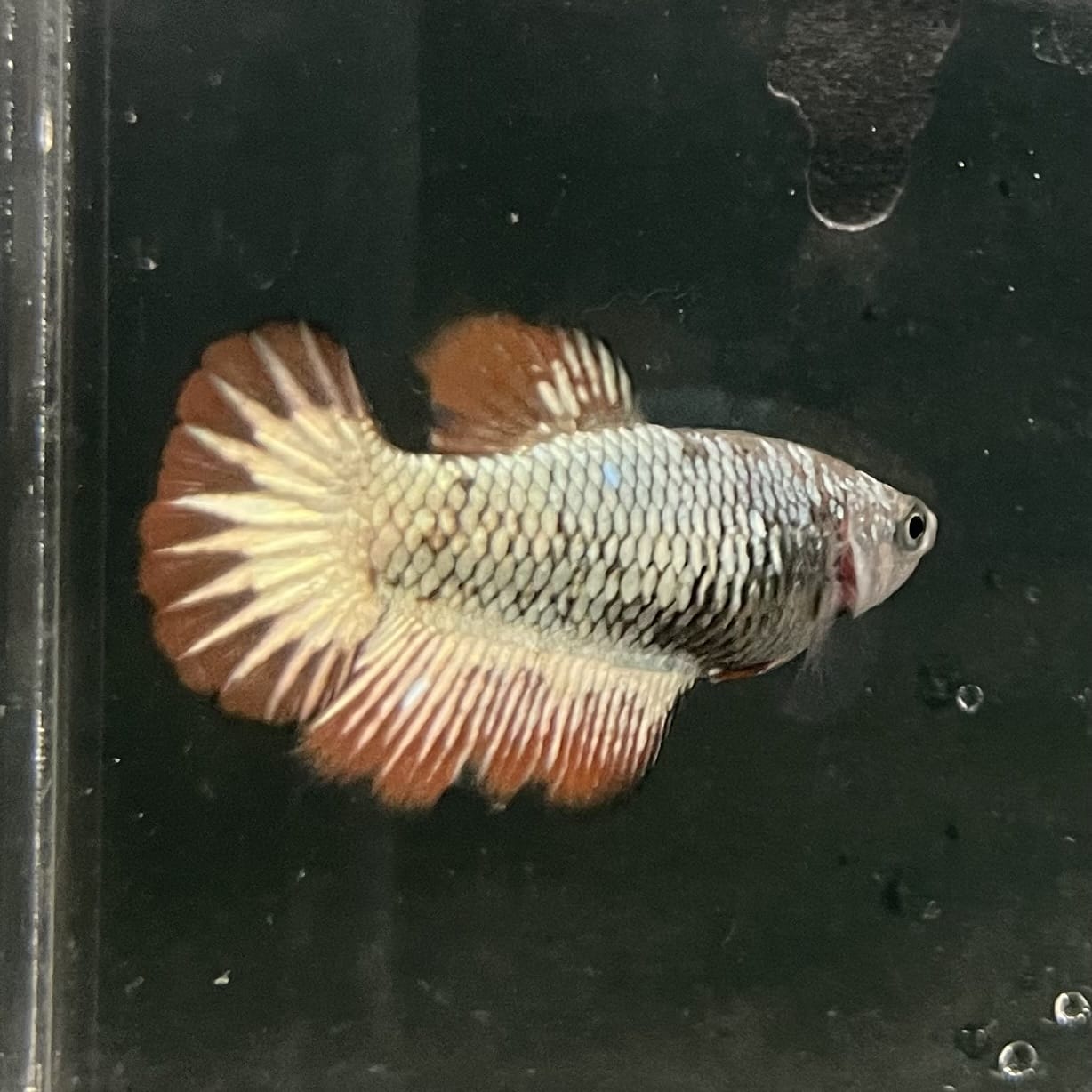 the-fish-farm Female Betta Female Betta - One Only - N Choose your own Female Betta at The Fish Farm Australia