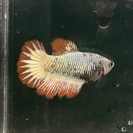 the-fish-farm Female Betta Female Betta - One Only - N Choose your own Female Betta at The Fish Farm Australia