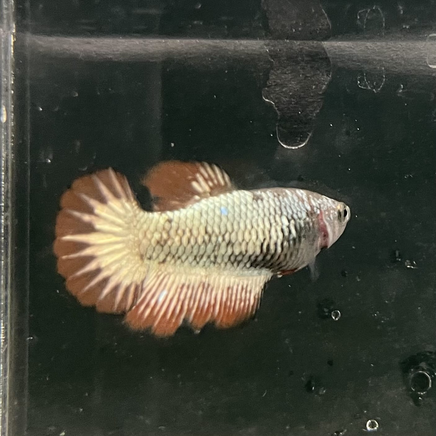 the-fish-farm Female Betta Female Betta - One Only - N Choose your own Female Betta at The Fish Farm Australia
