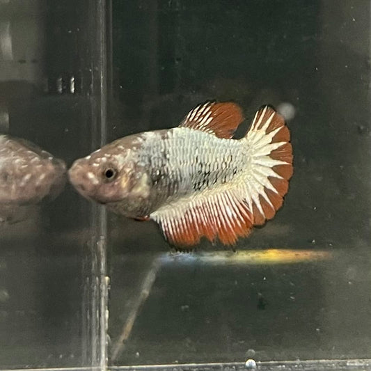 the-fish-farm Female Betta Female Betta - One Only - N Choose your own Female Betta at The Fish Farm Australia
