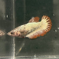the-fish-farm Female Betta Female Betta - One Only - N Choose your own Female Betta at The Fish Farm Australia