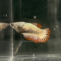 the-fish-farm Female Betta Female Betta - One Only - N Choose your own Female Betta at The Fish Farm Australia