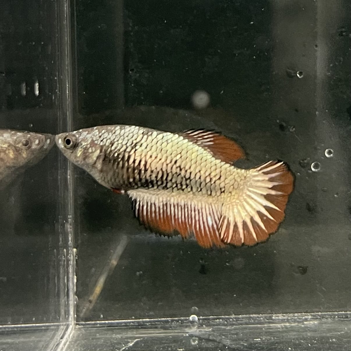 the-fish-farm Female Betta Female Betta - One Only - N Choose your own Female Betta at The Fish Farm Australia