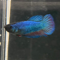the-fish-farm Female Betta Female Betta - One Only - N Choose your own Female Betta at The Fish Farm Australia