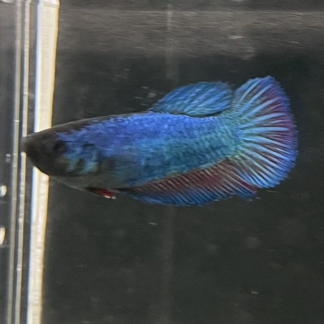 the-fish-farm Female Betta Female Betta - One Only - N Choose your own Female Betta at The Fish Farm Australia