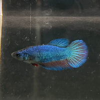 the-fish-farm Female Betta Female Betta - One Only - N Choose your own Female Betta at The Fish Farm Australia