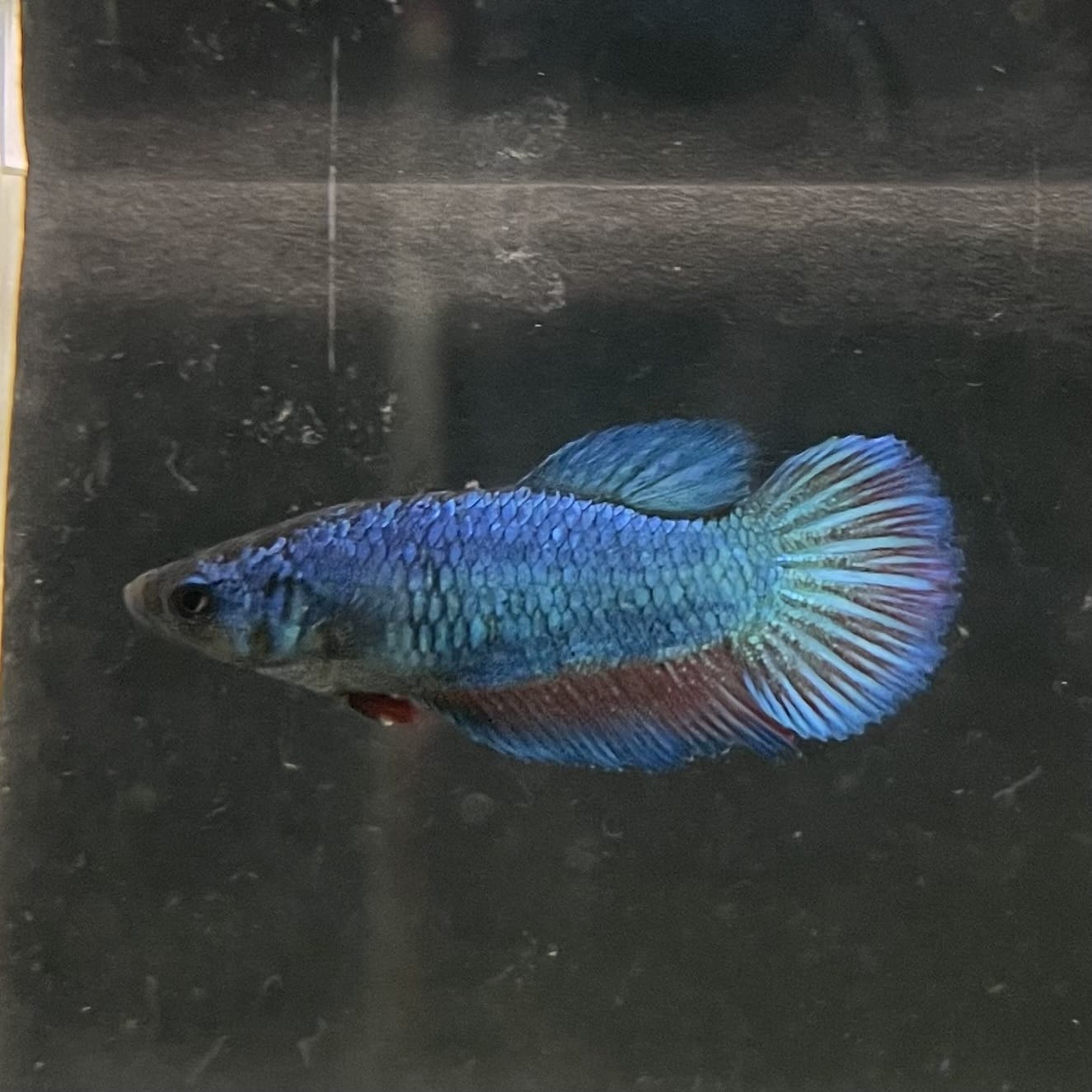 the-fish-farm Female Betta Female Betta - One Only - N Choose your own Female Betta at The Fish Farm Australia