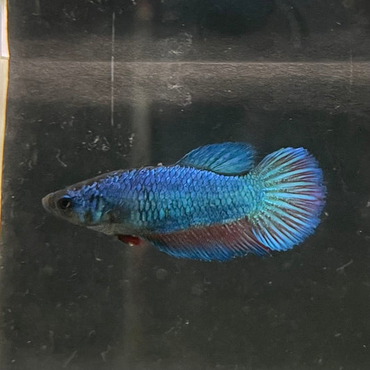 the-fish-farm Female Betta Female Betta - One Only - N Choose your own Female Betta at The Fish Farm Australia