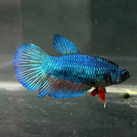 the-fish-farm Female Betta Female Betta - One Only - N Choose your own Female Betta at The Fish Farm Australia