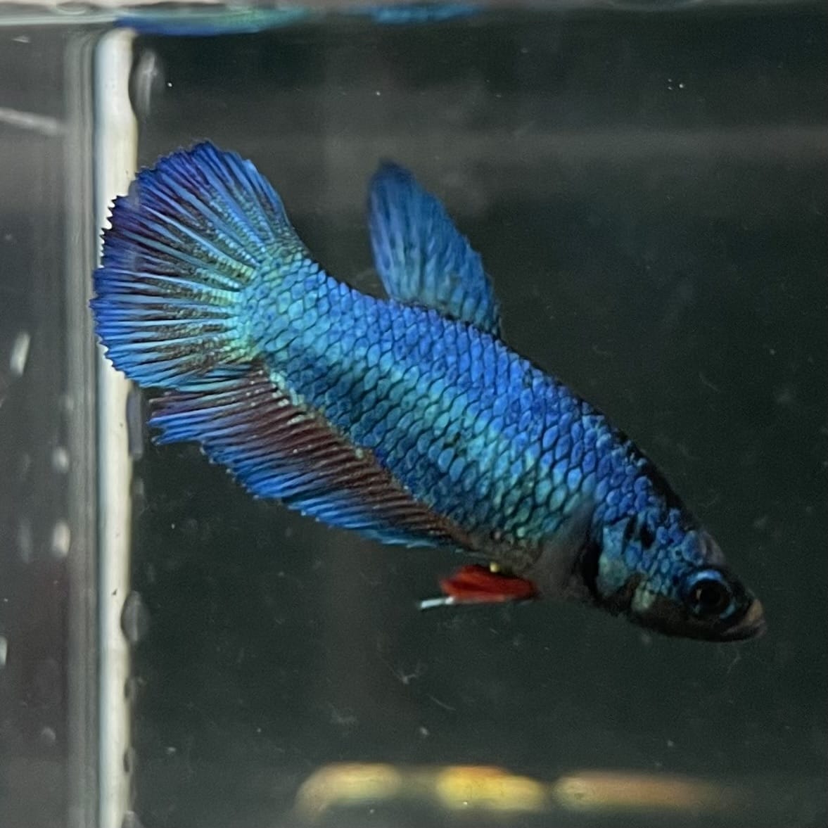 the-fish-farm Female Betta Female Betta - One Only - N Choose your own Female Betta at The Fish Farm Australia