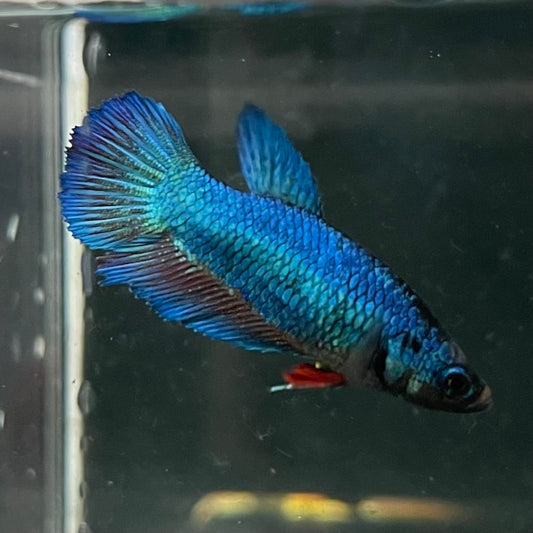 the-fish-farm Female Betta Female Betta - One Only - N Choose your own Female Betta at The Fish Farm Australia