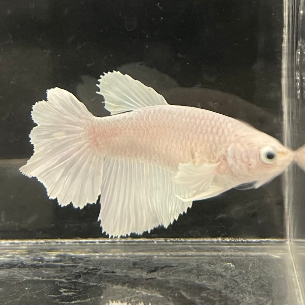 the-fish-farm Female Betta Female Betta - One Only - N Choose your own Female Betta at The Fish Farm Australia
