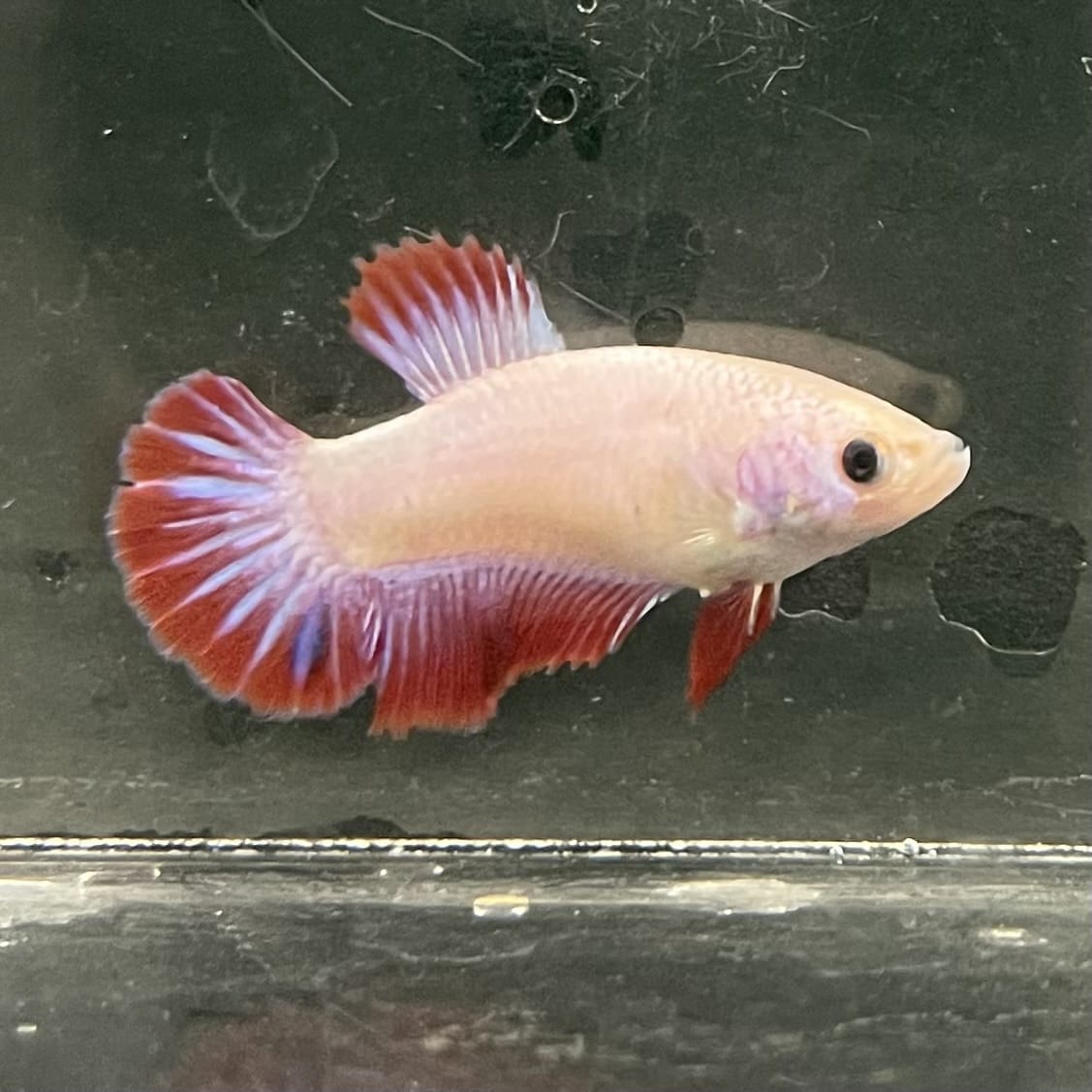 the-fish-farm Female Betta Female Betta - One Only - N Choose your own Female Betta at The Fish Farm Australia