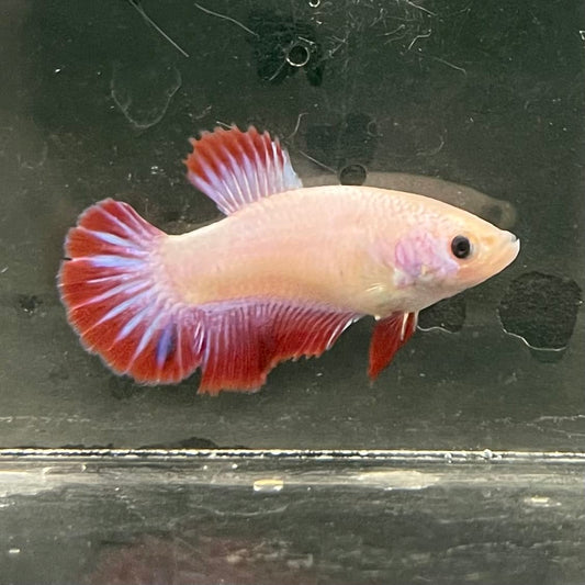 the-fish-farm Female Betta Female Betta - One Only - N Choose your own Female Betta at The Fish Farm Australia