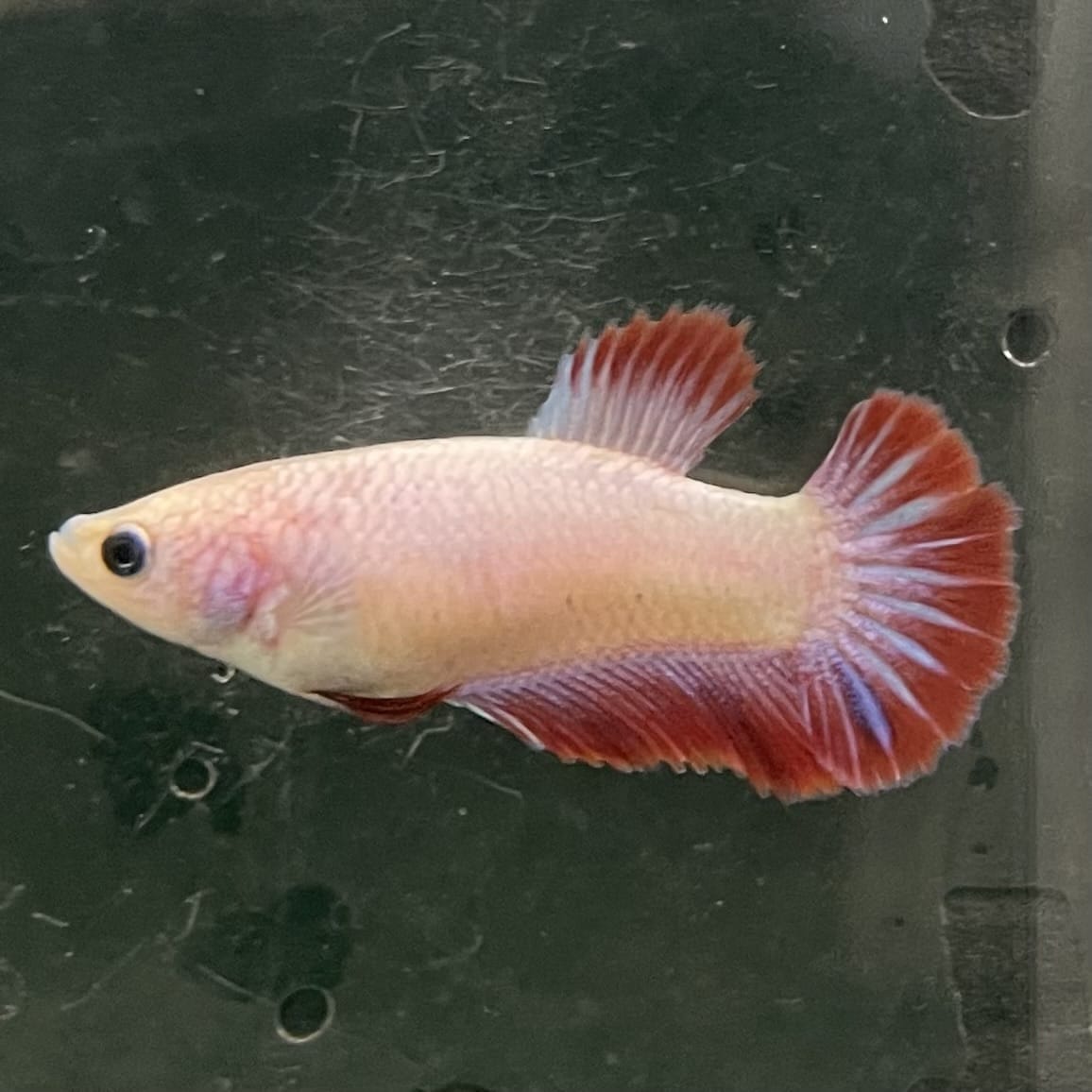 the-fish-farm Female Betta Female Betta - One Only - N Choose your own Female Betta at The Fish Farm Australia