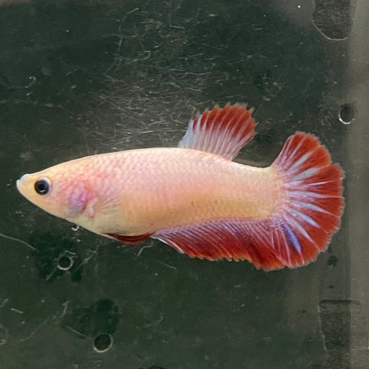 the-fish-farm Female Betta Female Betta - One Only - N Choose your own Female Betta at The Fish Farm Australia