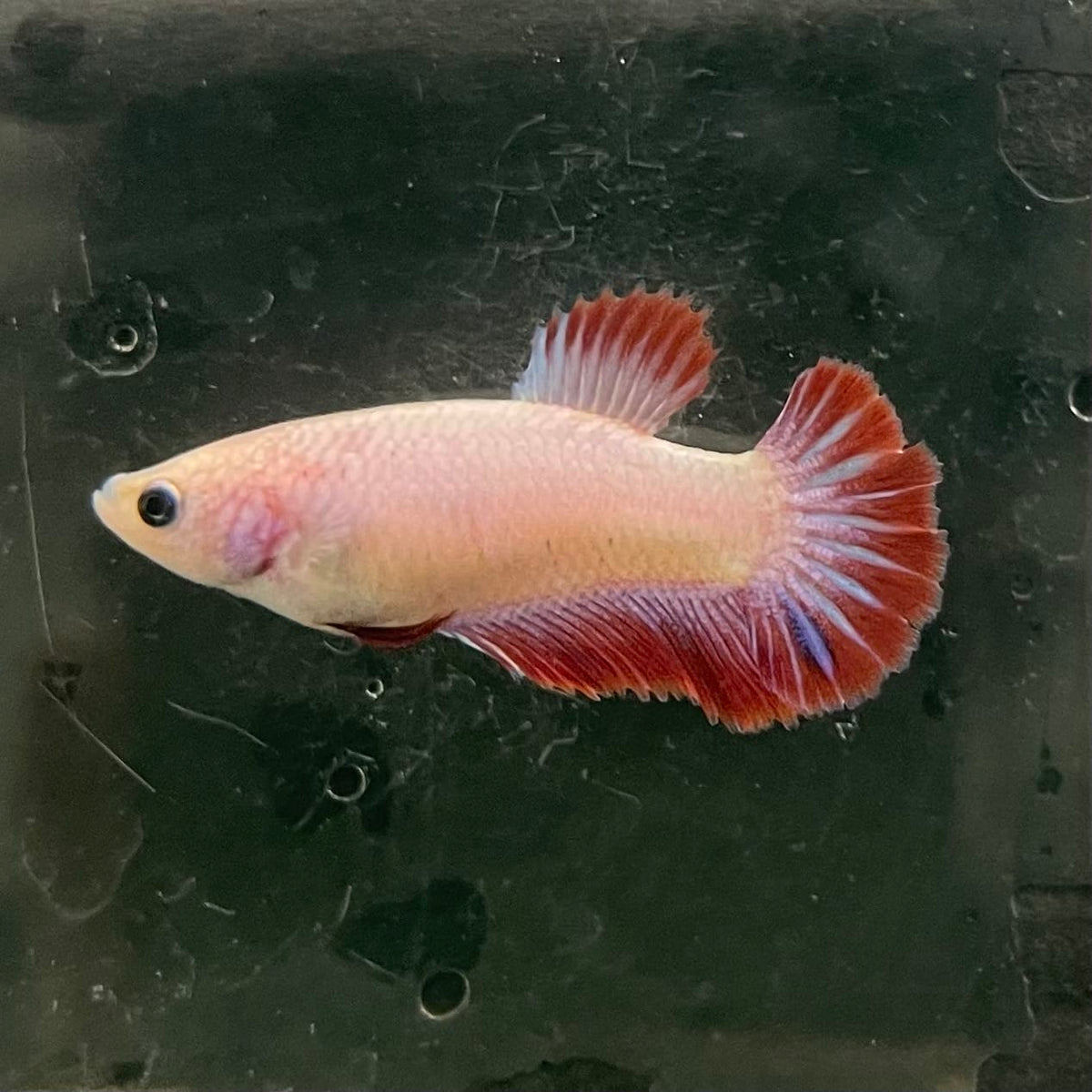 the-fish-farm Female Betta Female Betta - One Only - N Choose your own Female Betta at The Fish Farm Australia
