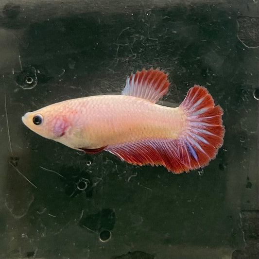 the-fish-farm Female Betta Female Betta - One Only - N Choose your own Female Betta at The Fish Farm Australia