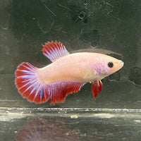 the-fish-farm Female Betta Female Betta - One Only - N Choose your own Female Betta at The Fish Farm Australia