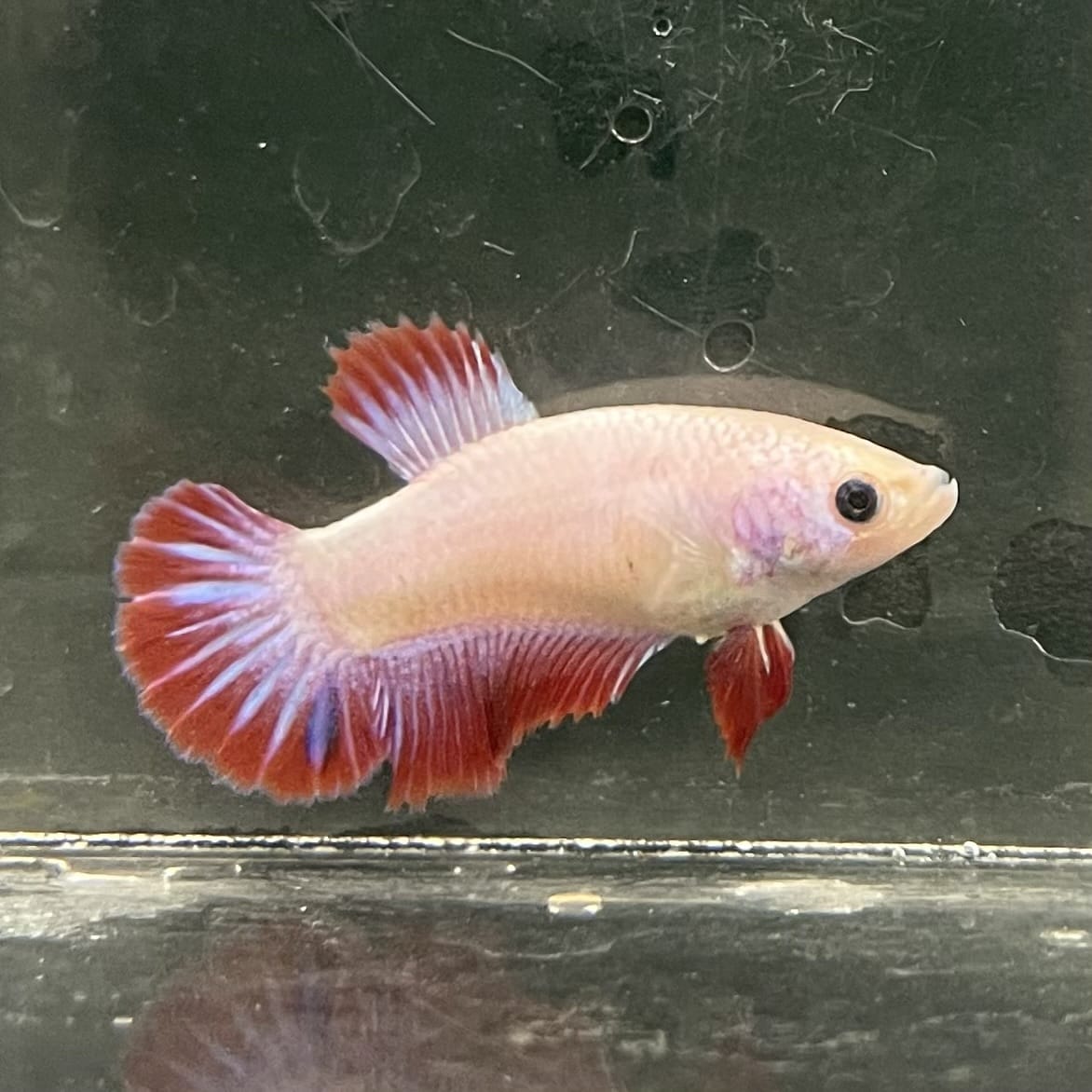 the-fish-farm Female Betta Female Betta - One Only - N Choose your own Female Betta at The Fish Farm Australia