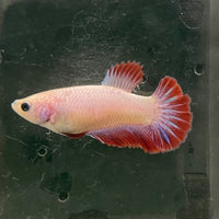 the-fish-farm Female Betta Female Betta - One Only - N Choose your own Female Betta at The Fish Farm Australia