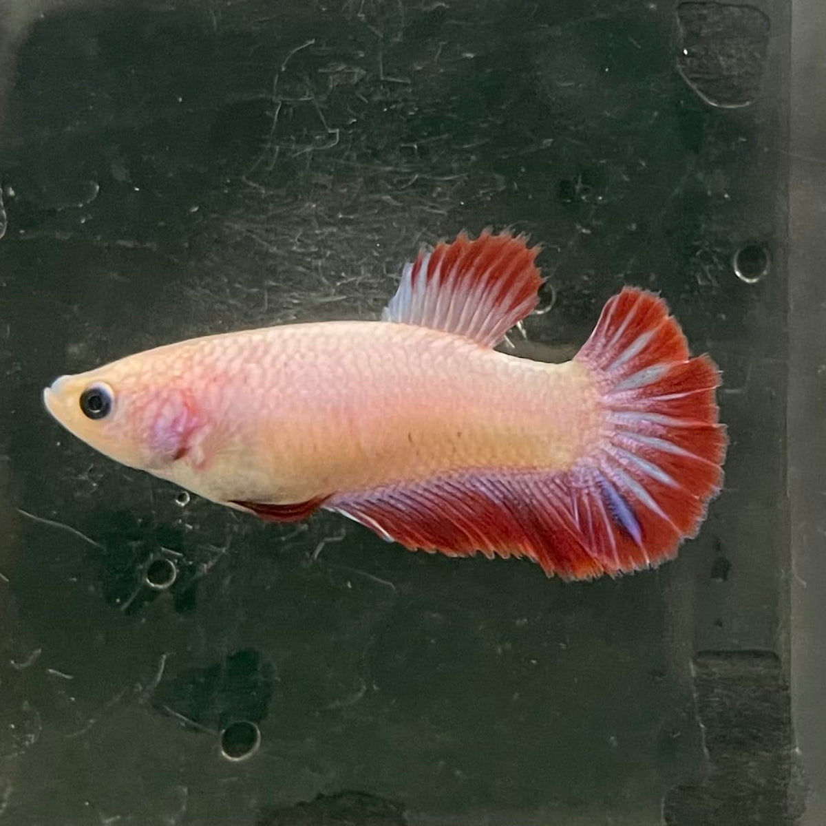the-fish-farm Female Betta Female Betta - One Only - N Choose your own Female Betta at The Fish Farm Australia