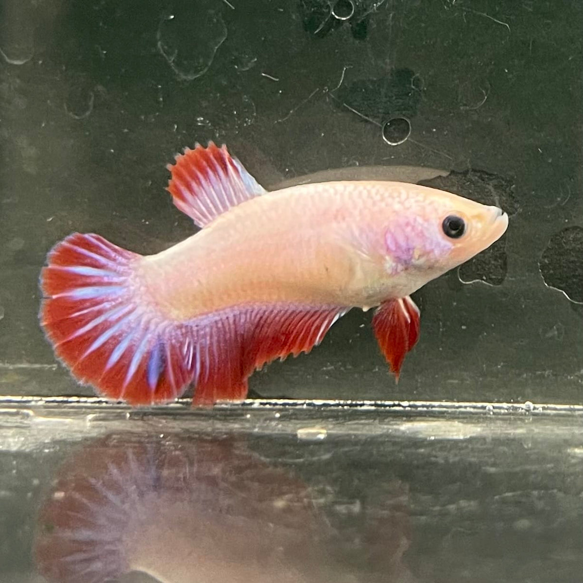 the-fish-farm Female Betta Female Betta - One Only - N Choose your own Female Betta at The Fish Farm Australia